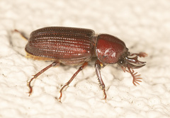 Syndesus cornutus