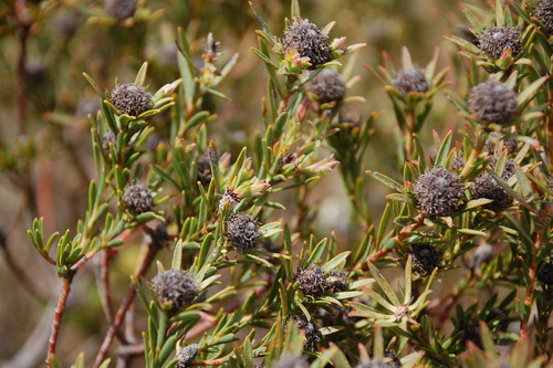 Image of Leucadendron verticillatum by (c) Charles Stirton, some rights reserved (CC BY-SA)