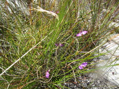 Polygala refracta