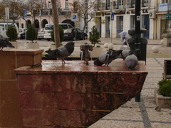 Columba livia domestica