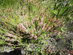 Erica deflexa