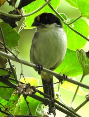 Atlapetes leucopterus