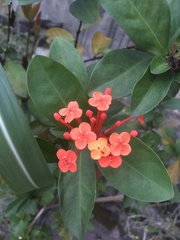 Ixora chinensis