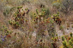 Aspalathus cordata