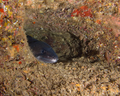 Conger marginatus