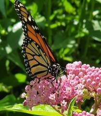 Danaus plexippus