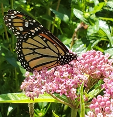 Danaus plexippus