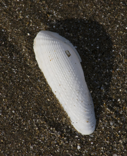 Cyrtopleura lanceolata