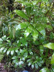 Costus dubius