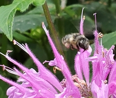 Anthophora terminalis
