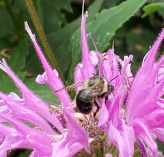 Anthophora terminalis