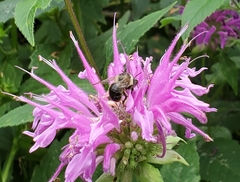 Anthophora terminalis