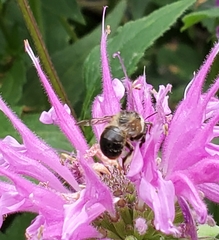 Anthophora terminalis