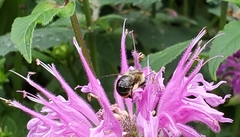 Anthophora terminalis