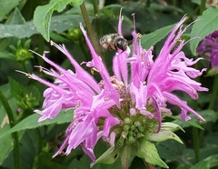 Anthophora terminalis