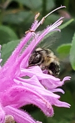 Anthophora terminalis