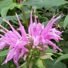 Anthophora terminalis