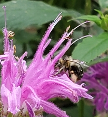 Anthophora terminalis