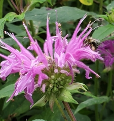 Anthophora terminalis