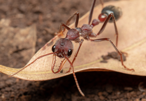 Myrmecia flavicoma