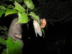 Graptopsaltria nigrofuscata