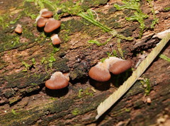 Lentinellus pulvinulus