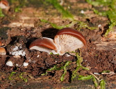 Lentinellus pulvinulus