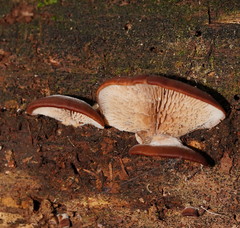 Lentinellus pulvinulus