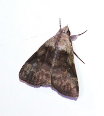 Avatha discolor