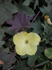 Camonea vitifolia