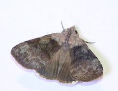 Avatha discolor