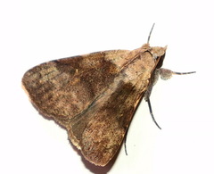 Avatha discolor