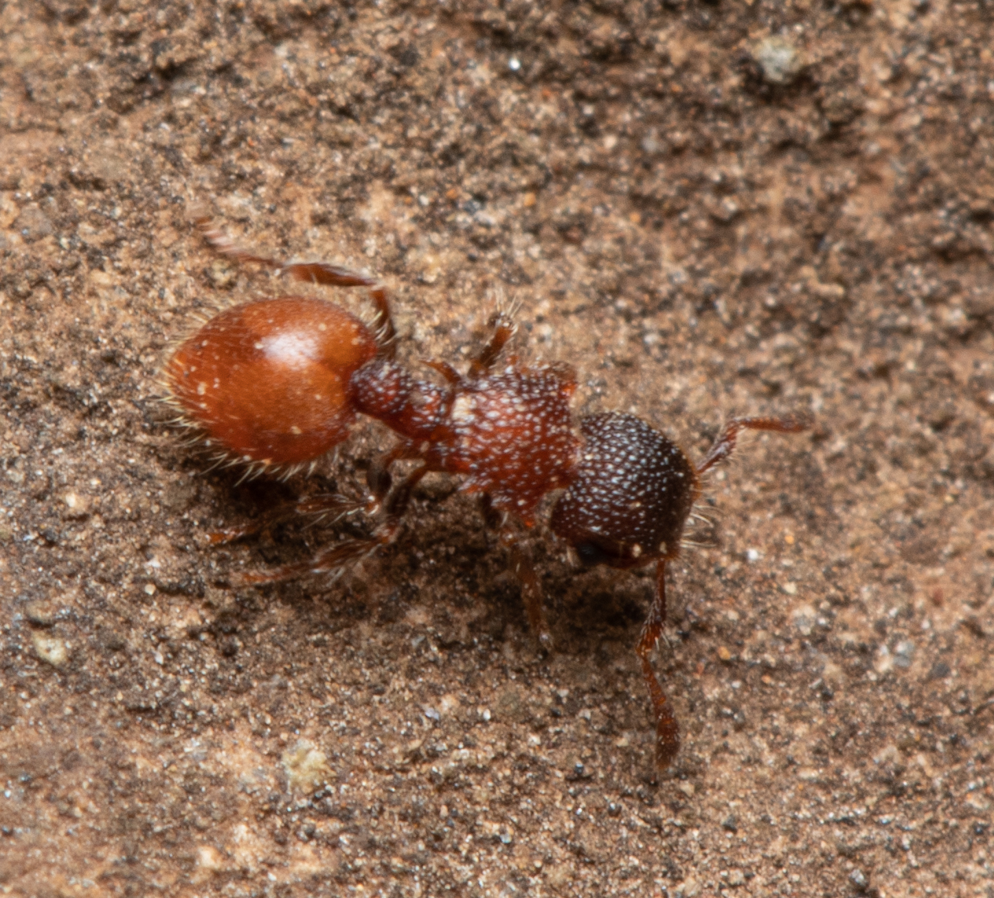Meranoplus curvispina