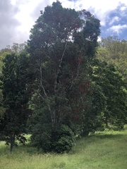 Stenocarpus sinuatus