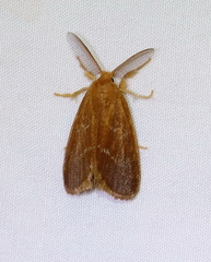 Euproctis lucifuga
