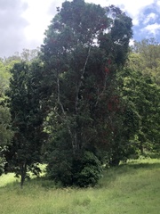 Stenocarpus sinuatus