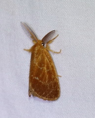Euproctis lucifuga