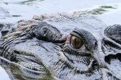 Melanosuchus niger