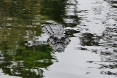 Melanosuchus niger