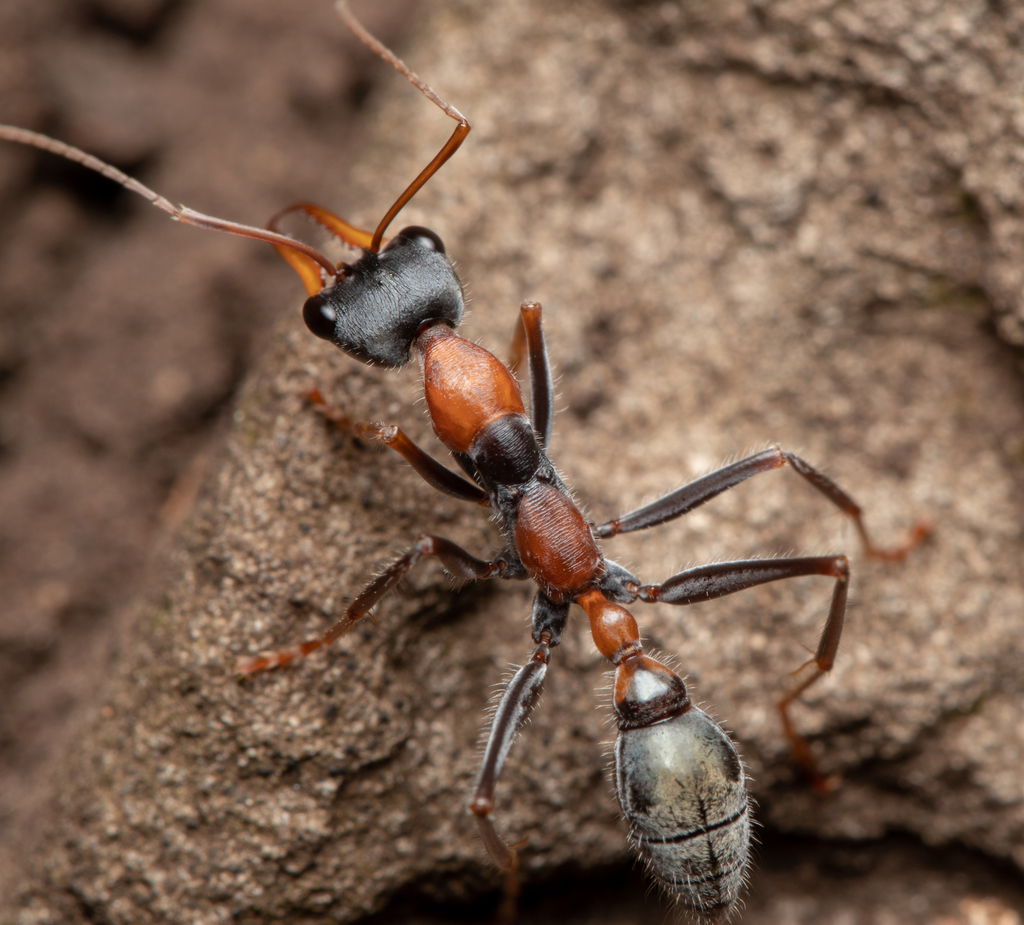 Jumping Jack Ant from Bunya Mountains, AUQLWB, AUQL, AU on February