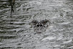 Melanosuchus niger