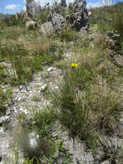 Bobartia macrospatha macrospatha
