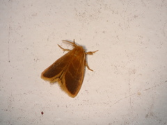 Euproctis lucifuga