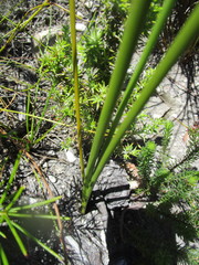 Bobartia macrospatha macrospatha