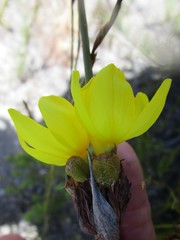 Bobartia macrospatha macrospatha