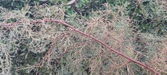 Tamarix aucheriana