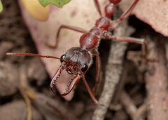 Myrmecia comata