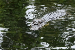 Melanosuchus niger