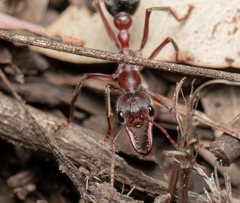 Myrmecia comata