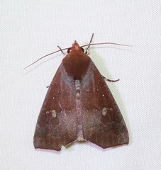 Rusicada combinans
